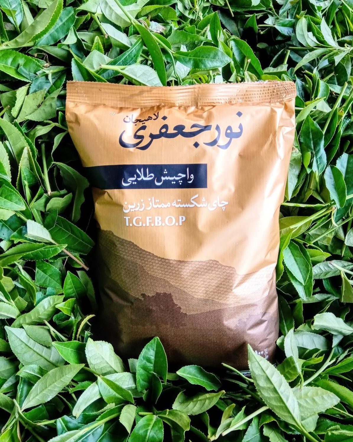 لیست قیمت و خرید چای لاهیجان اصل 1402| چای نورجعفری
