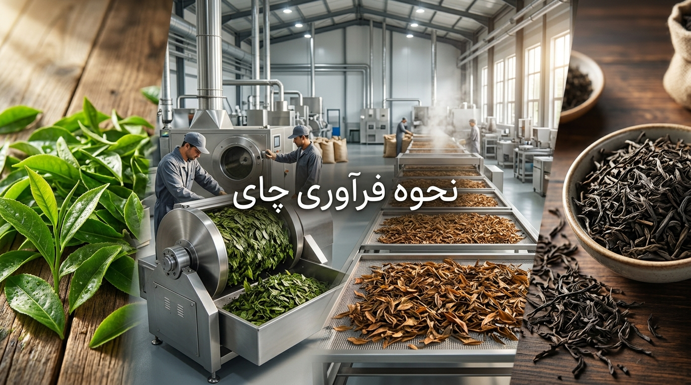 نحوه فراوری چای؛ از برگ سبز تا چای آماده مصرف
